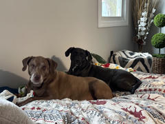 CordaRoy's Waterproof Protector for Full Bean Bag Review