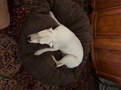 CordaRoy's Dog Bed Cover - 50 Terry Corduroy (Waterproof) Review