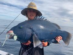 BerleyPro Catch Black Label Livies Curly Tails Review