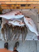 BerleyPro Catch Black Label Livies Curly Tails Review