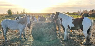 Texas Haynet Round Bale Hay Net Review