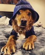 Subliminator Athletic Dog Zip-Up Hoodie - AOP Review
