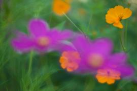 Lensbaby Velvet 56 Review