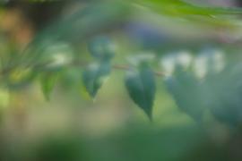 Lensbaby Velvet 56 Review