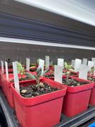 Bootstrap Farmer LED Strip Grow Lights - 48 Review