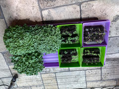 Bootstrap Farmer 5X5 Shallow Microgreen Trays Review