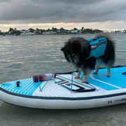 GILI Sports Dog Life Jacket Flotation Device Review