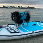 GILI Sports Dog Life Jacket Flotation Device Review