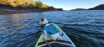 GILI Sports Dog Life Jacket Flotation Device Review