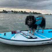 GILI Sports Dog Life Jacket Flotation Device Review