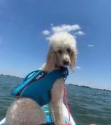 GILI Sports Dog Life Jacket Flotation Device Review