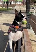 Marshmallowdogs Ice cream nyakörv Review
