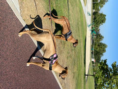 Joyride Harness Teal Collar ( + free removable bowtie ) Review