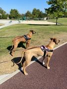 Joyride Harness Heritage Plaid Joyride Harness 2.0 Review