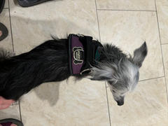 Joyride Harness Lavender Plaid Joyride Basic Essential Dog Harness 1.0 Review