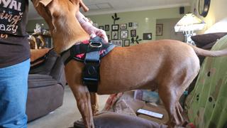 Joyride Harness Red Plaid Dog Harness Review