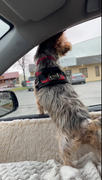 Joyride Harness Red Snowflake Collar ( + free removable bowtie ) Review