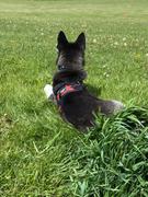 Joyride Harness Spring Plaid Dog Harness Review