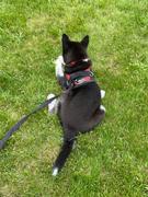 Joyride Harness Blue Snowflake Joyride Harness 2.0 Review