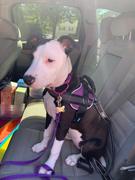 Joyride Harness Teal Collar ( + free removable bowtie ) Review