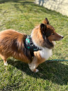 Joyride Harness Green Plaid Collar ( + free removable bowtie ) Review