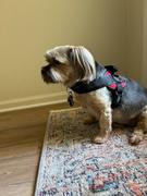 Joyride Harness Stars and Stripes Dog Harness Review