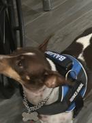 Joyride Harness Heritage Plaid Joyride Harness 2.0 Review