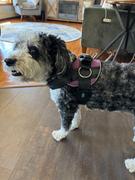 Joyride Harness Rainbow Joyride Premium Advanced Dog Harness 2.0 Review