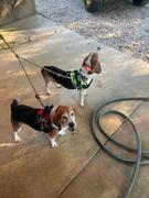 Joyride Harness Green Camo Joyride Premium Advanced Dog Harness 2.0 Review