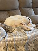 Joyride Harness Blue Snowflake Joyride Harness 2.0 Review