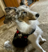 Joyride Harness Red Plaid Dog Harness Review