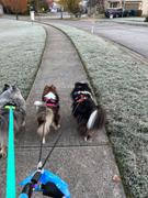 Joyride Harness Winter Snowflake Dog Harness Review
