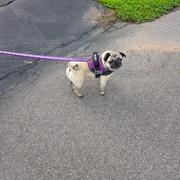 Joyride Harness White Plaid Collar ( + free removable bowtie ) Review