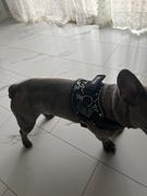 Joyride Harness Tie Dye Dog Harness Review