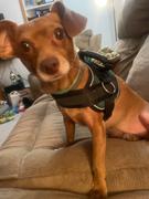 Joyride Harness Joyride Premium Advanced Dog Harness 2.0 (Solid Colors) Review