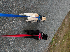Joyride Harness Matching Dog Leash (Solid Colors) Review