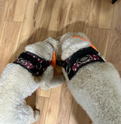 Joyride Harness Tie Dye Dog Harness Review