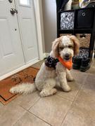 Joyride Harness Tie Dye Dog Harness Review