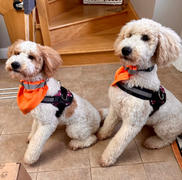 Joyride Harness Tie Dye Dog Harness Review