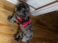 Joyride Harness Red Snowflake Collar ( + free removable bowtie ) Review