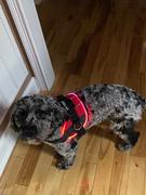 Joyride Harness Camo Joyride Basic Essential Dog Harness 1.0 Review
