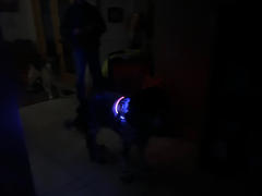 Joyride Harness NEW! NightSafe LED Light Up Dog Harness 2.0 Review