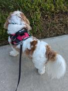 Joyride Harness Joyride LUXE Dog Harness Review