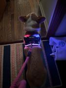 Joyride Harness NEW! - LED Light Up Dog Harness 2.0 Review