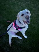 Joyride Harness Tie Dye Dog Harness Review