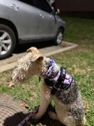 Joyride Harness Purple Plaid Dog Harness Review