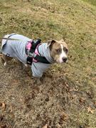 Joyride Harness Purple Plaid Dog Harness Review