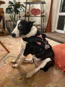 Joyride Harness Tie Dye Dog Harness Review