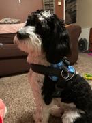 Joyride Harness Teal Collar ( + free removable bowtie ) Review