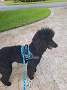 Joyride Harness Sunshine Yellow Joyride Harness 2.0 Review